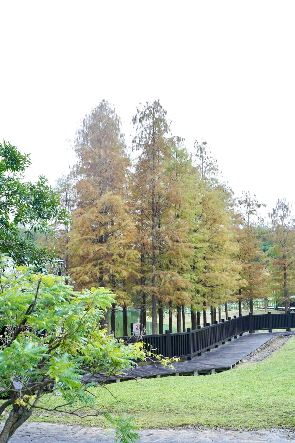 台北｜原住民文化主題公園落羽松，故宮旁的秘境公園，免費景點，落雨松倒影一秒到韓國