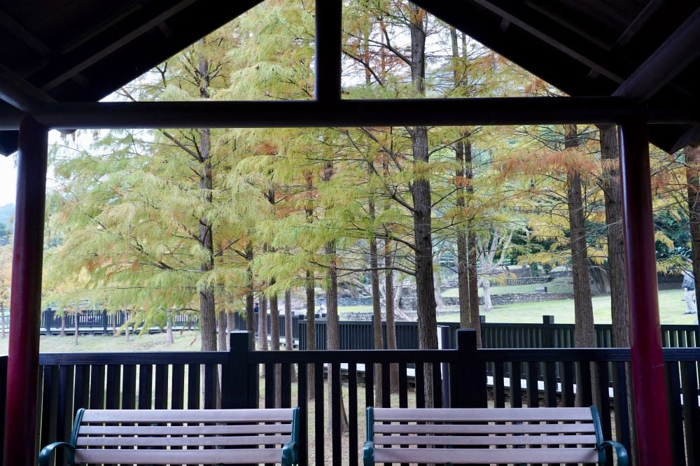 台北｜原住民文化主題公園落羽松，故宮旁的秘境公園，免費景點，落雨松倒影一秒到韓國