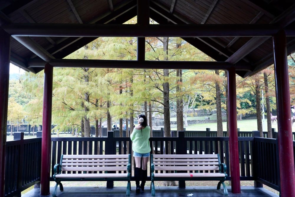 台北｜原住民文化主題公園落羽松，故宮旁的秘境公園，免費景點，落雨松倒影一秒到韓國
