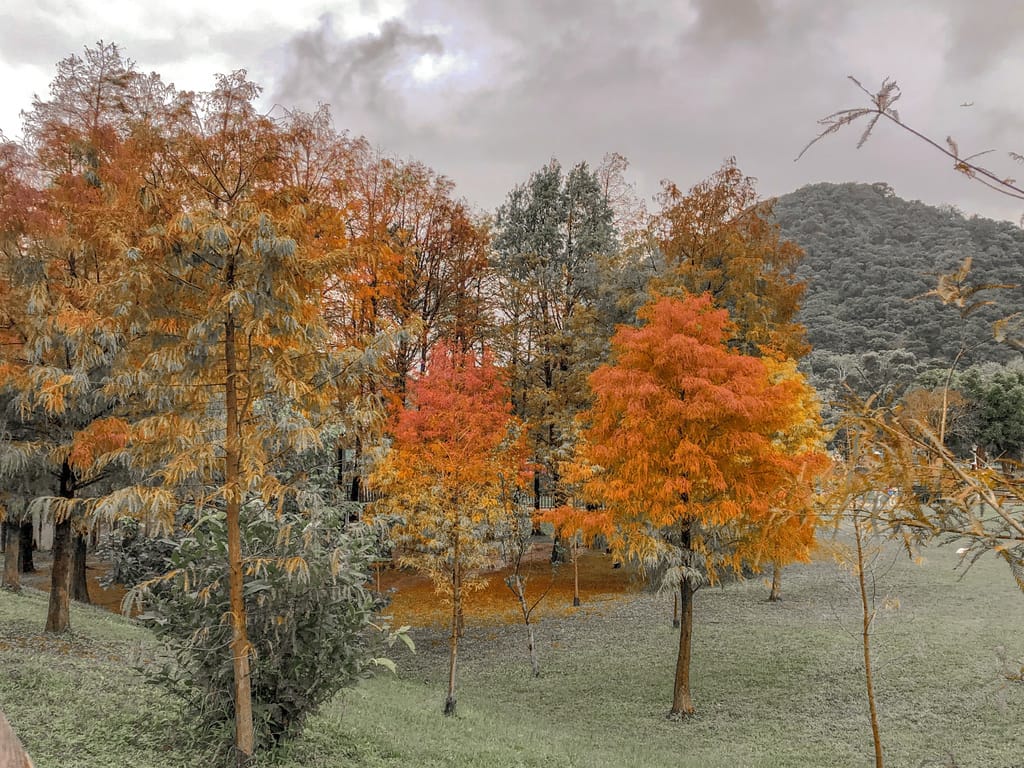 台北｜內湖大湖公園落羽松，野餐親子一日遊，帶毛孩步道散步，觀賞全台最美錦帶橋