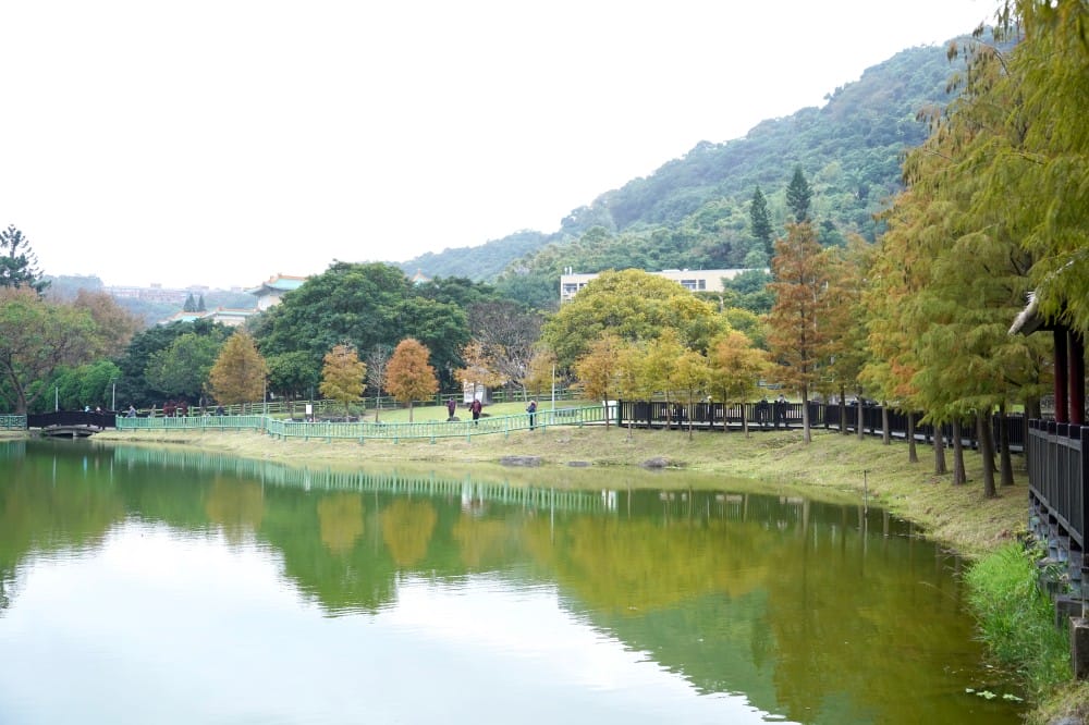 原住民公園落羽松fullsizeoutput 5a4