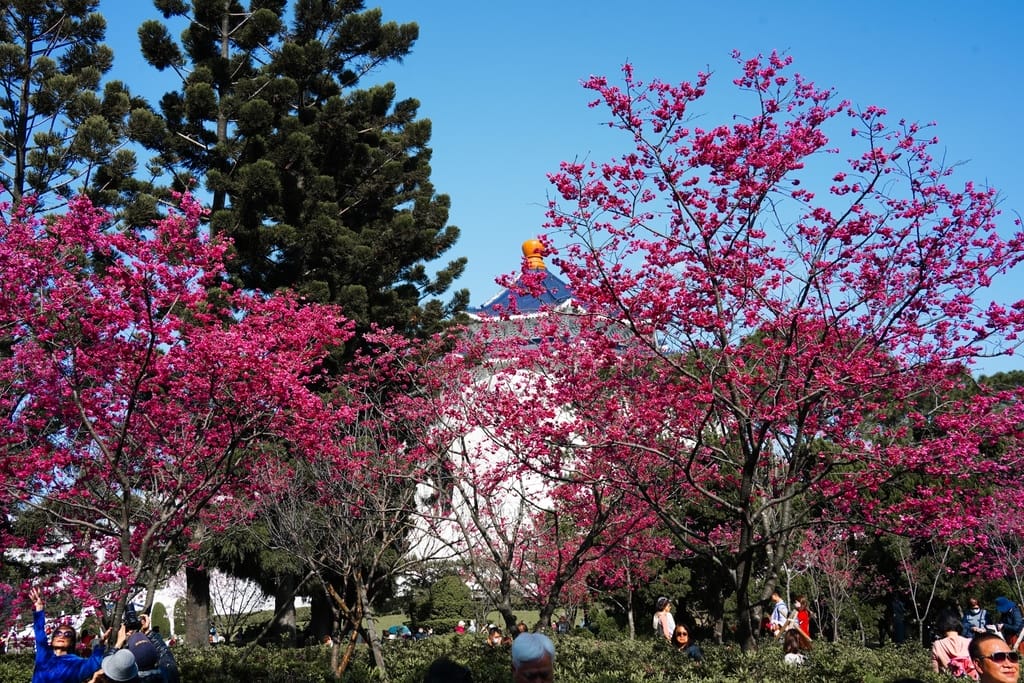 台北中正紀念堂櫻花｜台北捷運賞櫻景點，富士櫻大漁櫻綻放