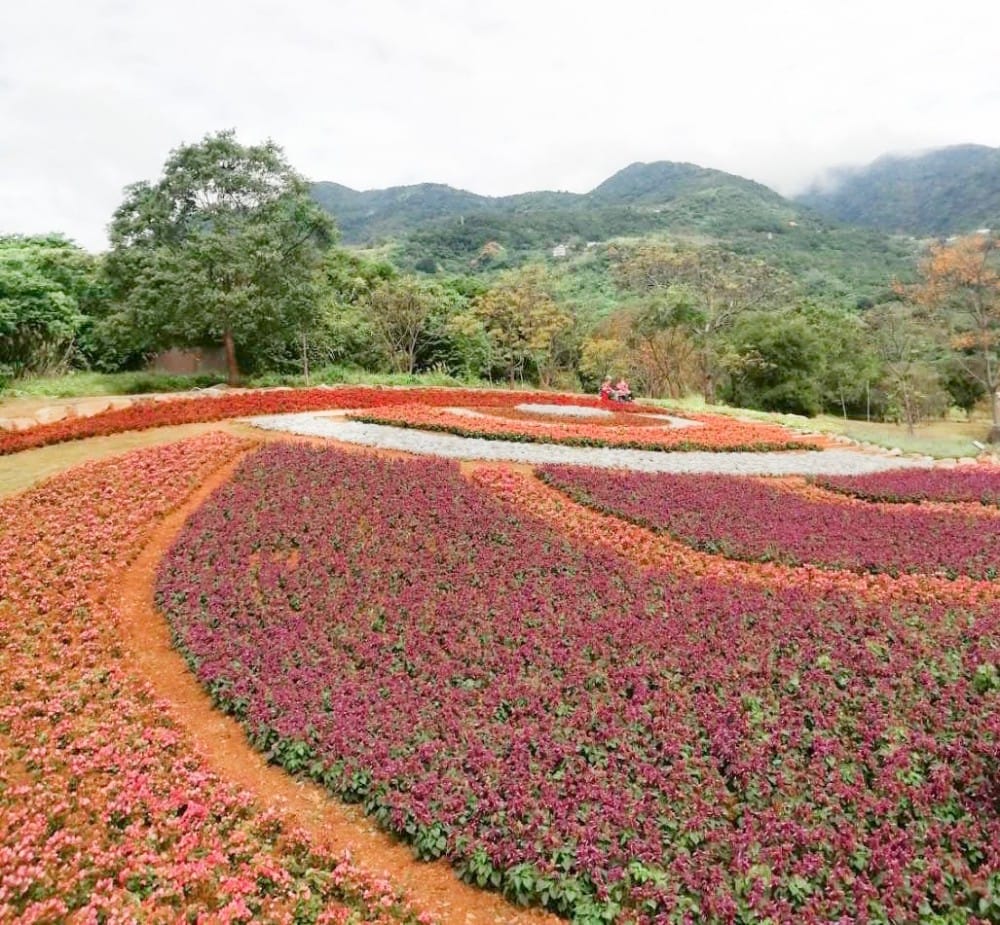 北投社三層崎公園｜台版富良野花海，IG網美秘境，免費賞花景點，交通怎麼去