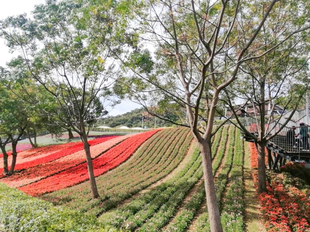 北投社三層崎公園｜台版富良野花海，IG網美秘境，免費賞花景點，交通怎麼去