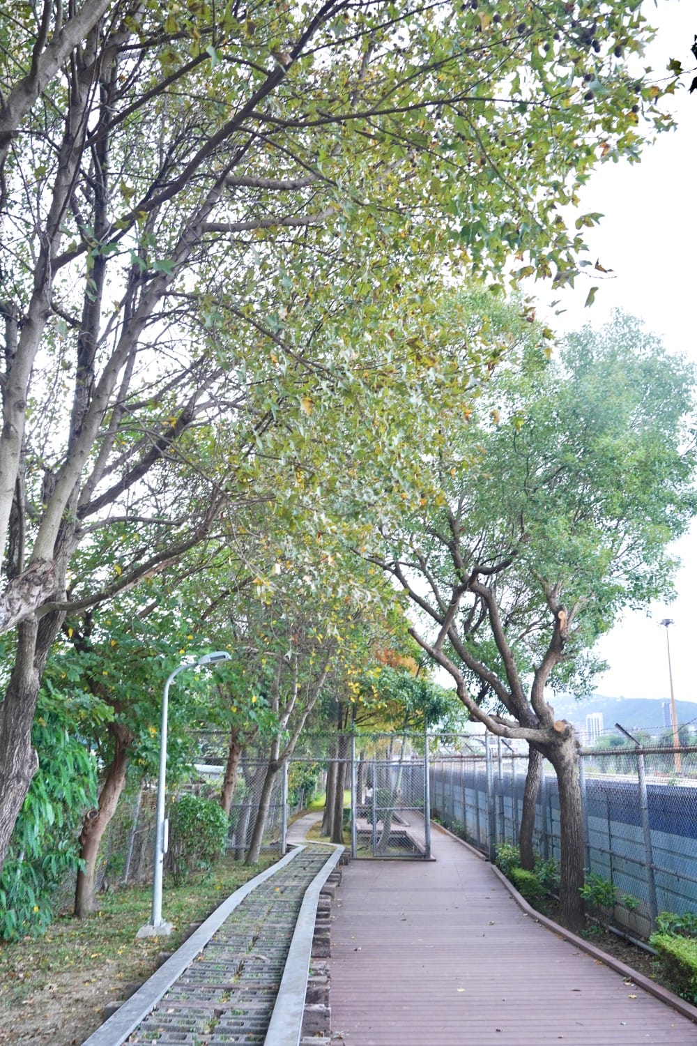 北投復興崗站落羽松秘境，捷運旁北投在地人才知道的秘境，超有異國感！