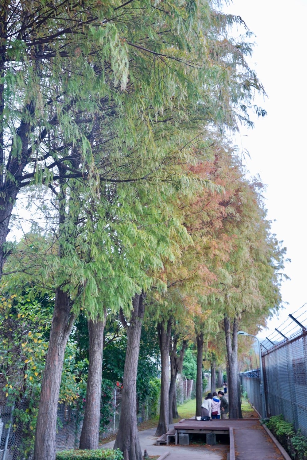 北投復興崗站落羽松秘境，捷運旁北投在地人才知道的秘境，超有異國感！