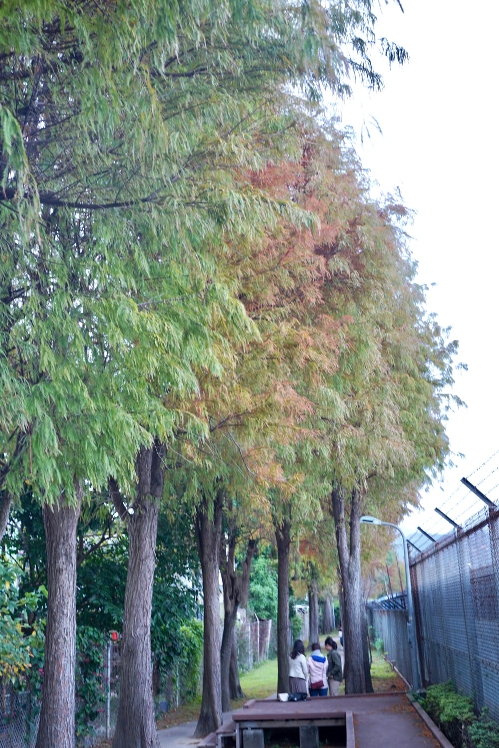 北投復興崗站落羽松秘境，捷運旁北投在地人才知道的秘境，超有異國感！