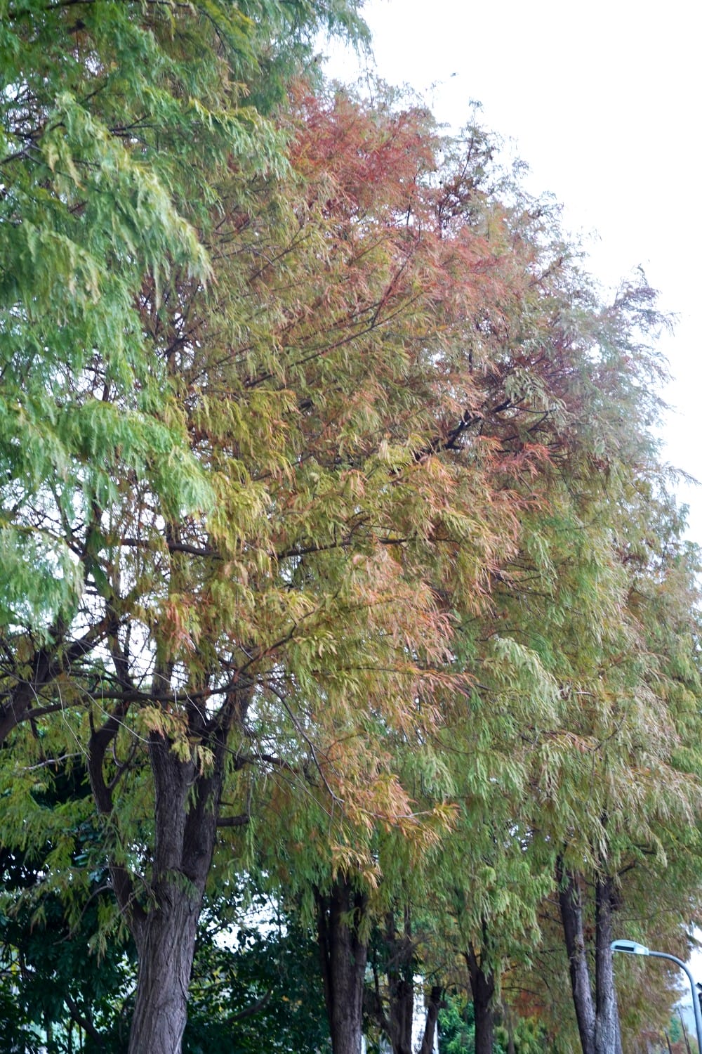 北投復興崗站落羽松秘境，捷運旁北投在地人才知道的秘境，超有異國感！