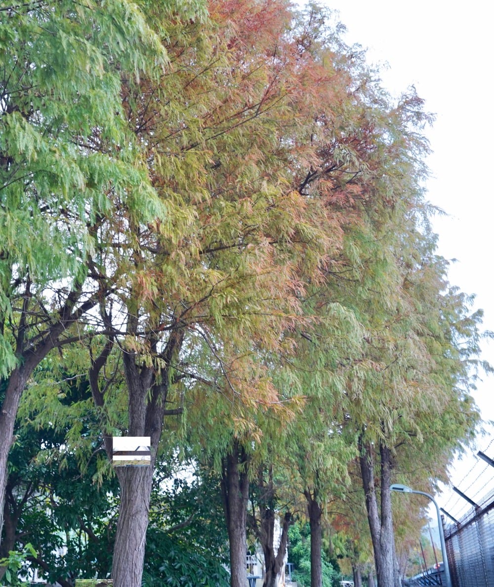 北投復興崗站落羽松秘境，捷運旁北投在地人才知道的秘境，超有異國感！