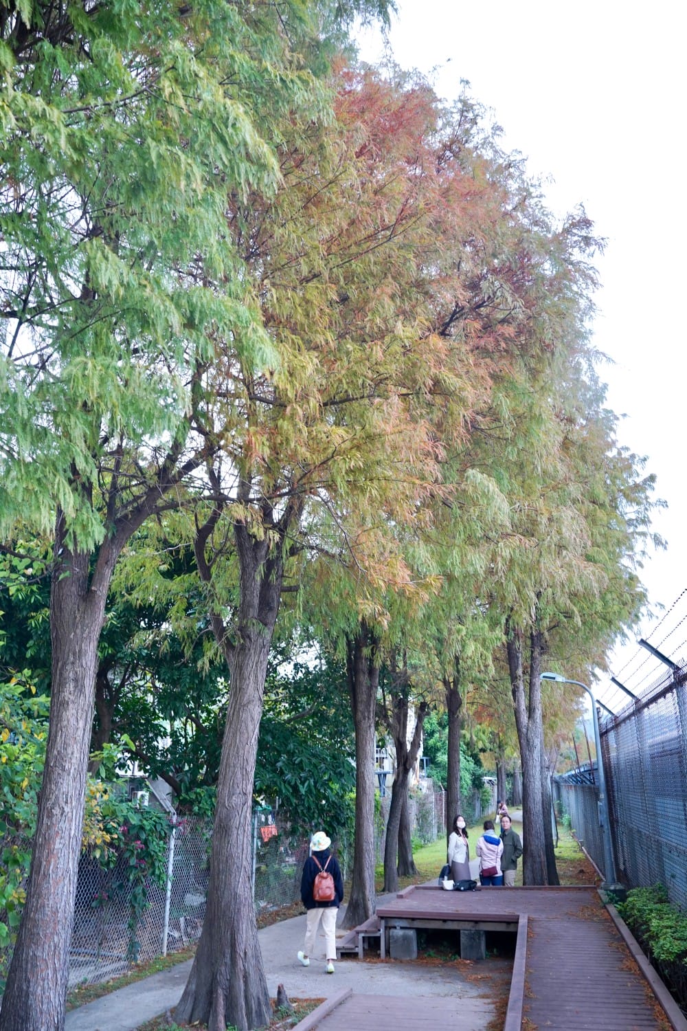 北投復興崗站落羽松秘境，捷運旁北投在地人才知道的秘境，超有異國感！