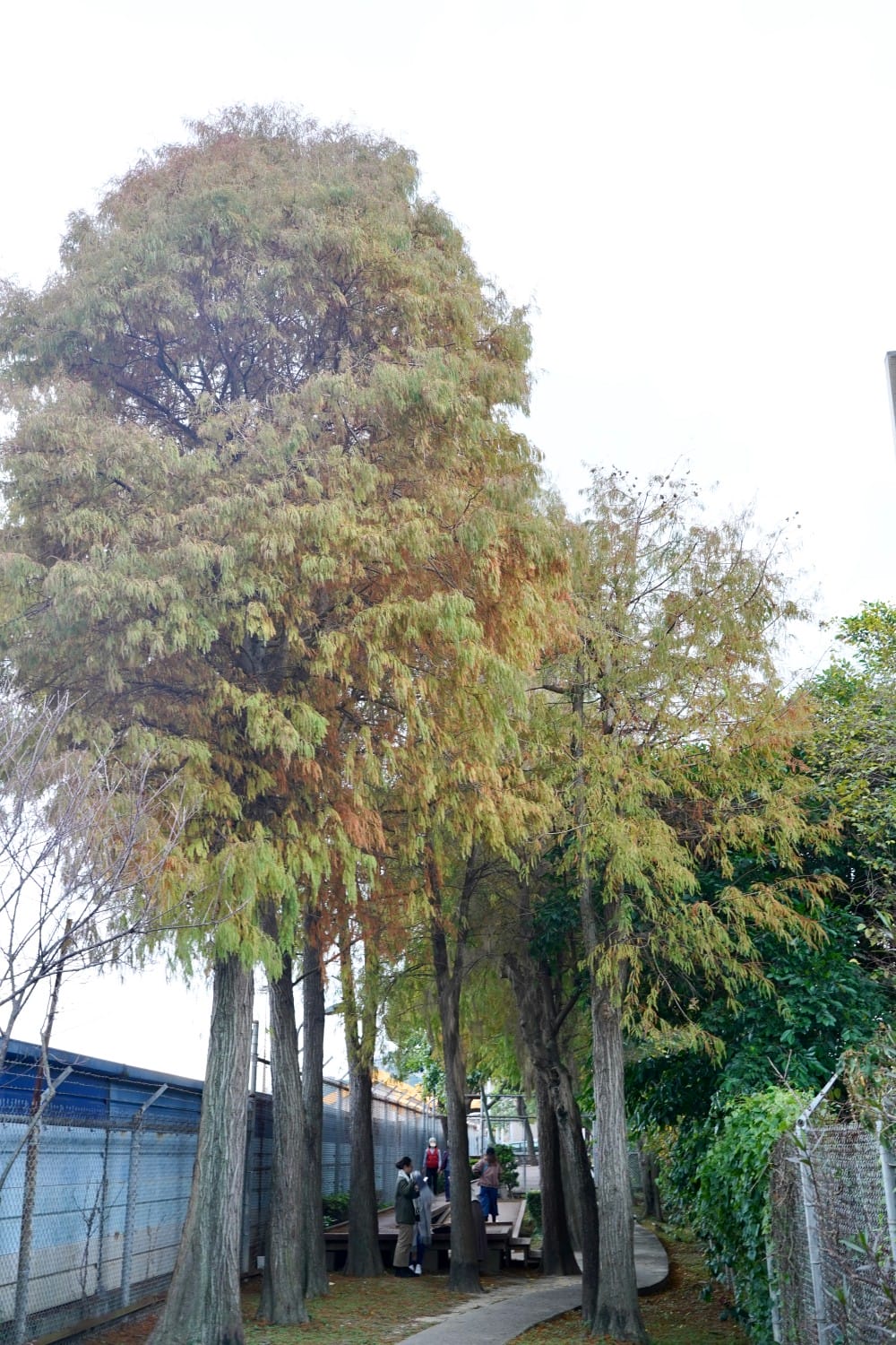 北投復興崗站落羽松秘境，捷運旁北投在地人才知道的秘境，超有異國感！