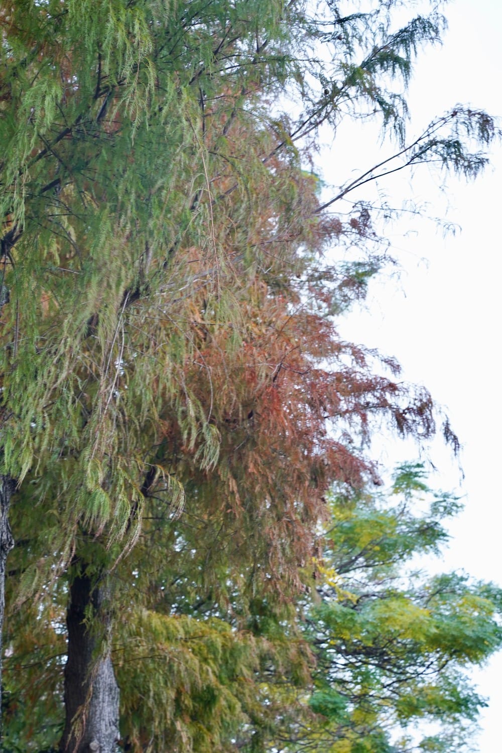 北投復興崗站落羽松秘境，捷運旁北投在地人才知道的秘境，超有異國感！