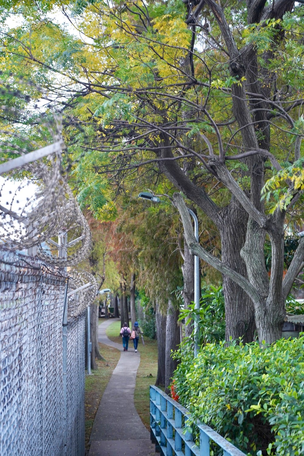 北投復興崗站落羽松秘境，捷運旁北投在地人才知道的秘境，超有異國感！