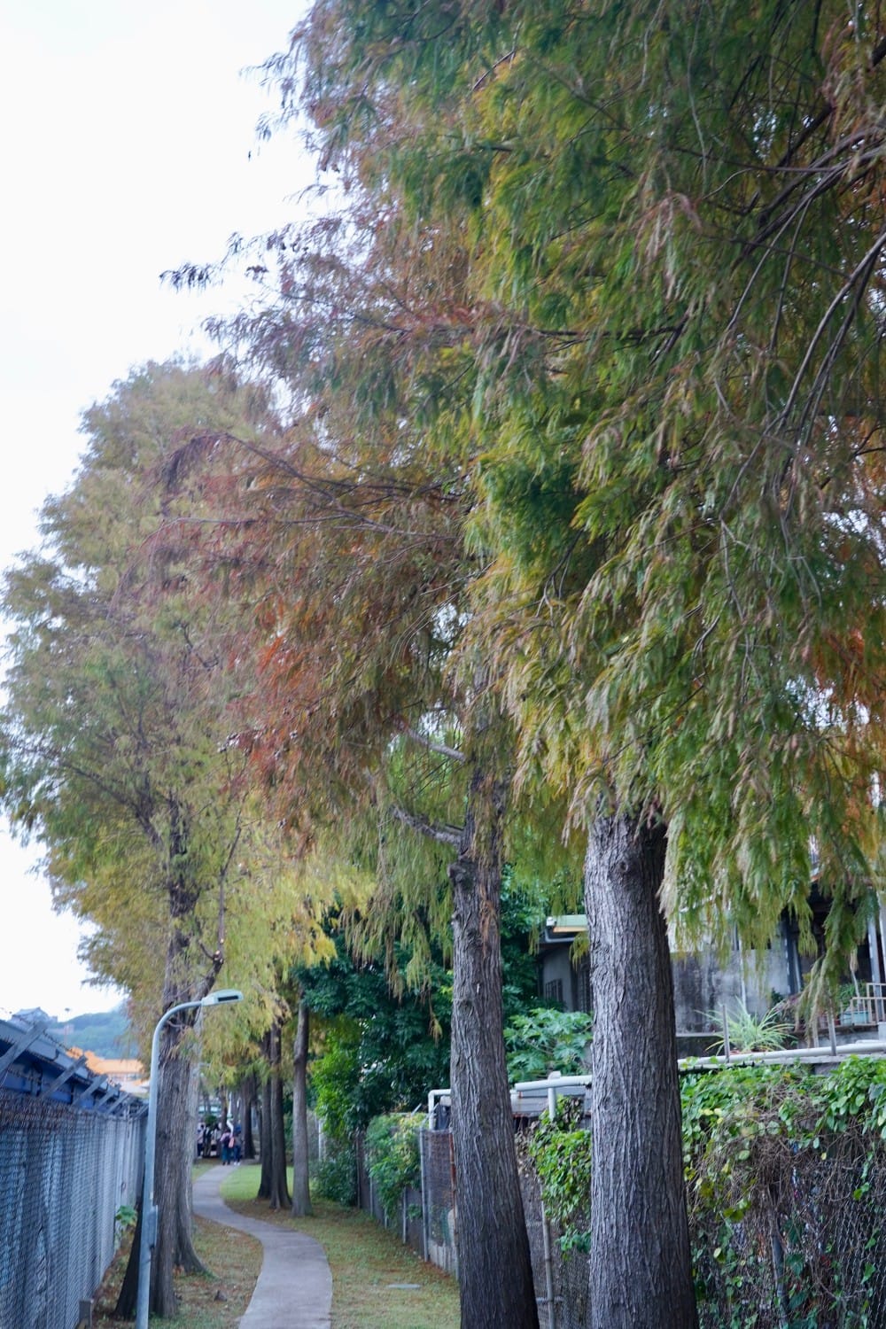 北投復興崗站落羽松秘境，捷運旁北投在地人才知道的秘境，超有異國感！