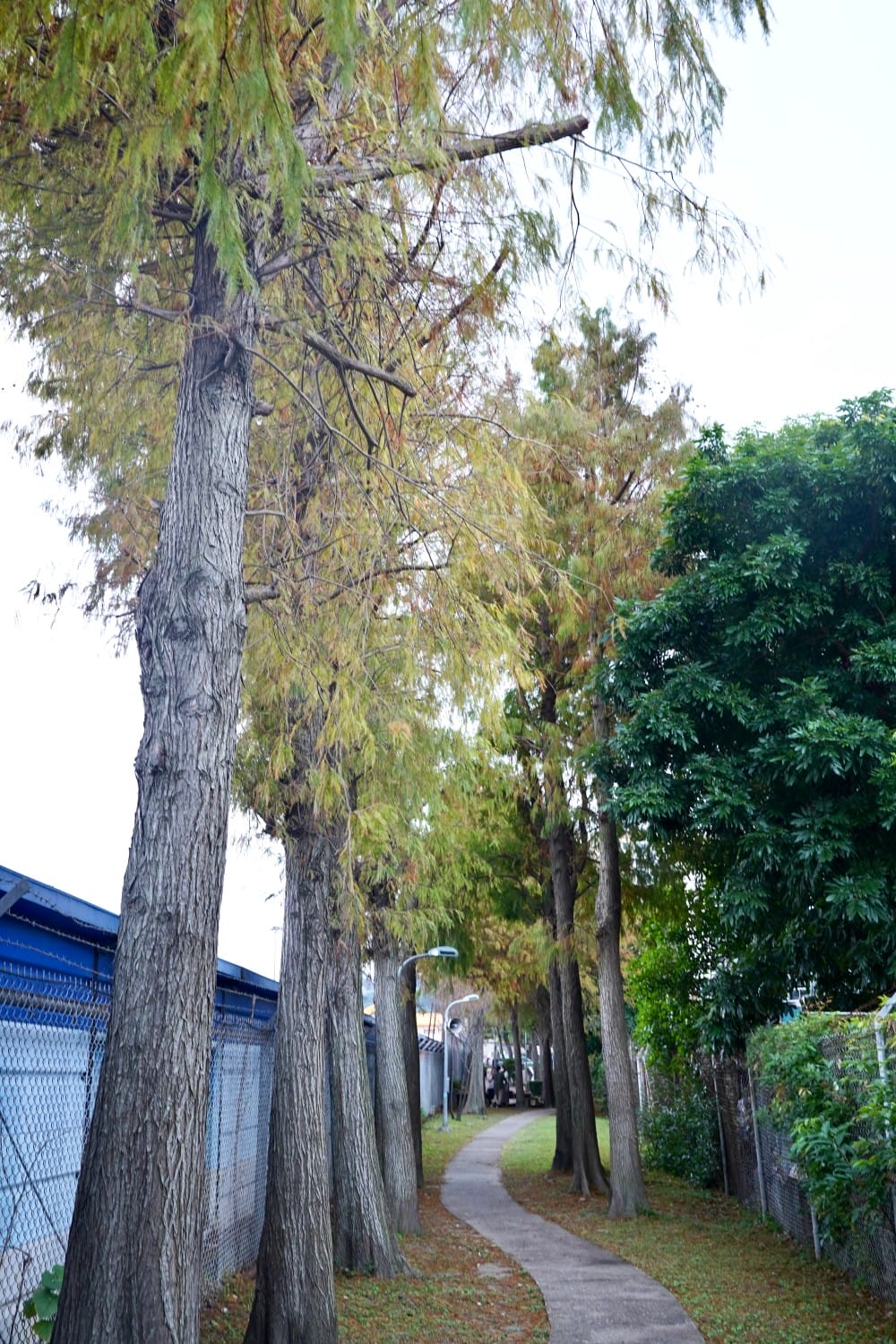 北投復興崗站落羽松秘境，捷運旁北投在地人才知道的秘境，超有異國感！