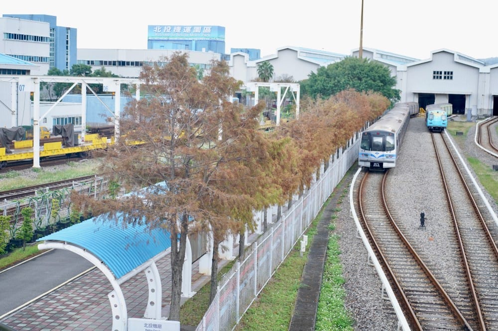 北投復興崗站落羽松秘境，捷運旁北投在地人才知道的秘境，超有異國感！