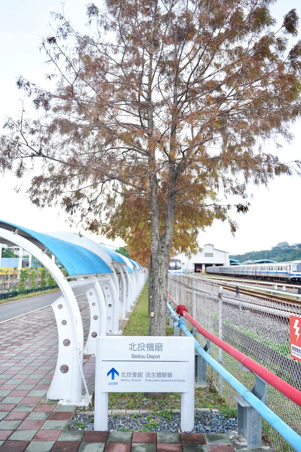 北投復興崗站落羽松秘境，捷運旁北投在地人才知道的秘境，超有異國感！