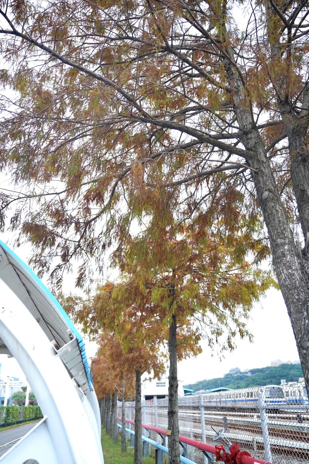 北投復興崗站落羽松秘境，捷運旁北投在地人才知道的秘境，超有異國感！