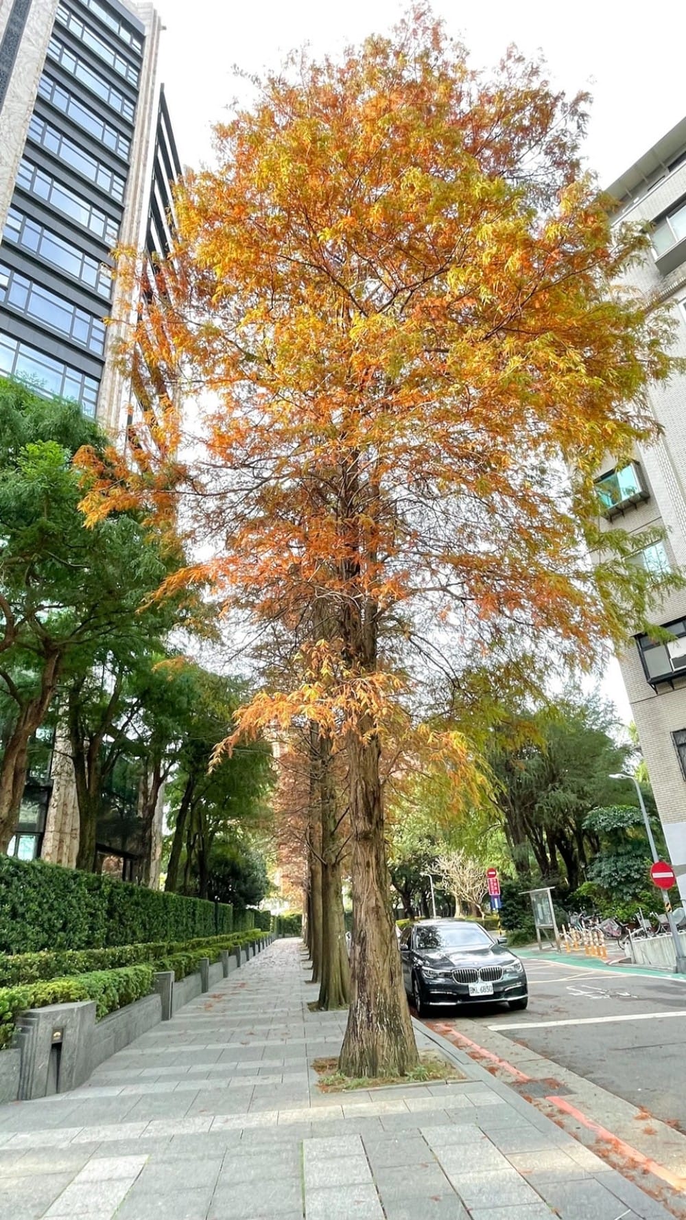 台北慶城街落羽松秘境｜台北市區文華苑旁的落羽松，還有2600坪的公園綠地