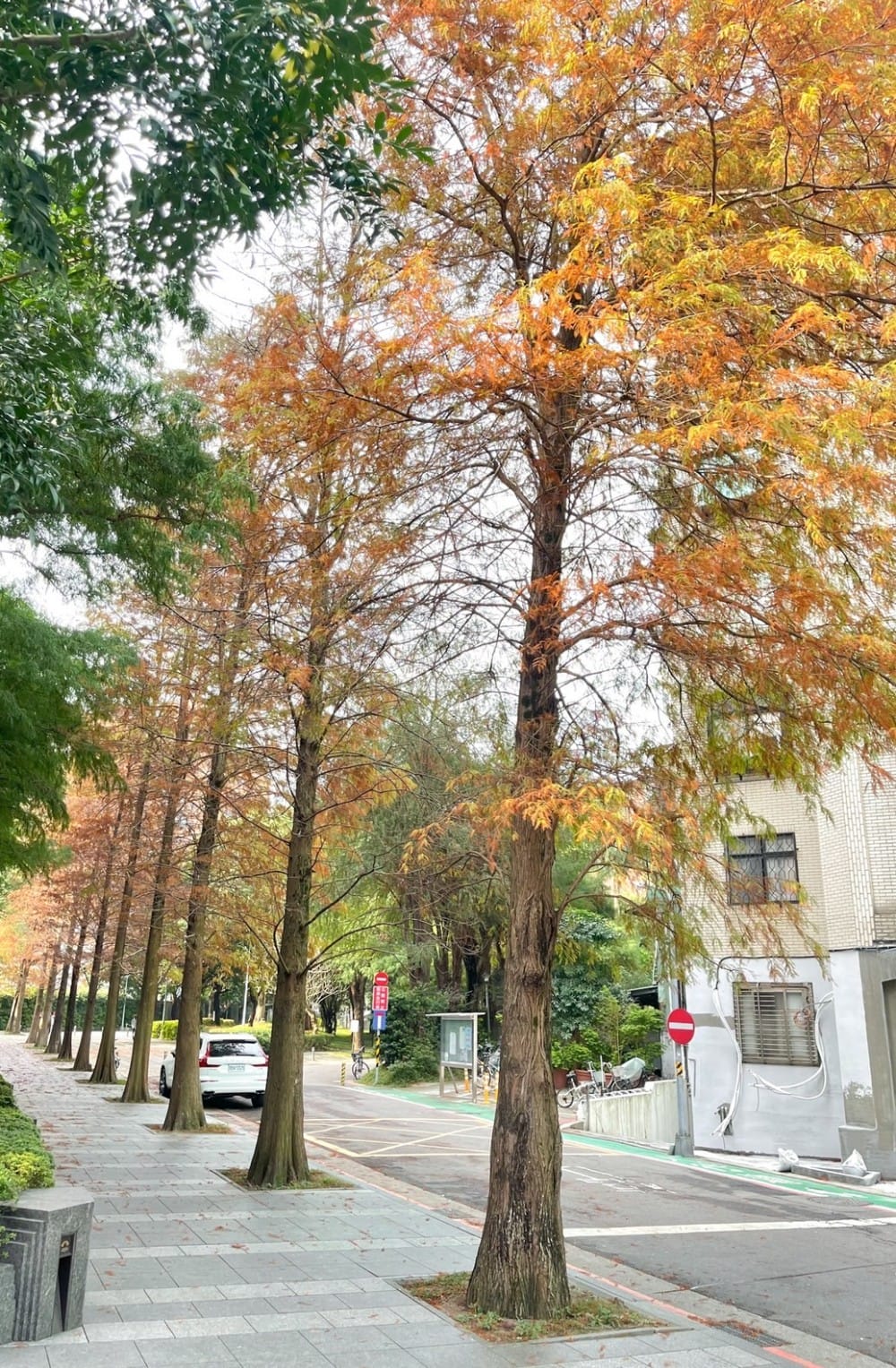 台北慶城街落羽松秘境｜台北市區文華苑旁的落羽松，還有2600坪的公園綠地