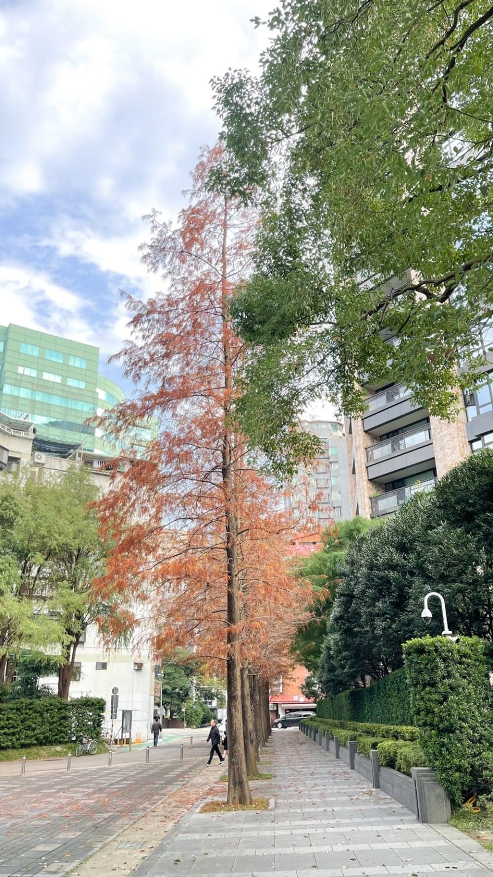 台北慶城街落羽松秘境|台北市區文華苑旁的落羽松,還有2600坪的公園綠地 - 第6張圖 台北慶城街落羽松秘境|台北市區文華苑旁的落羽松,還有2600坪的公園綠地