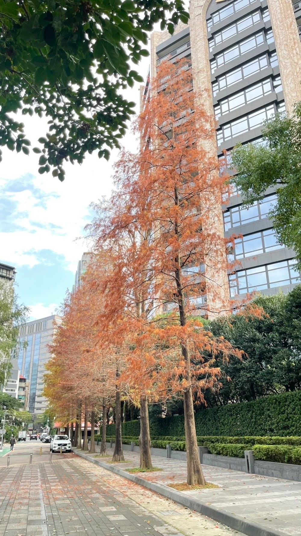 台北慶城街落羽松秘境｜台北市區文華苑旁的落羽松，還有2600坪的公園綠地