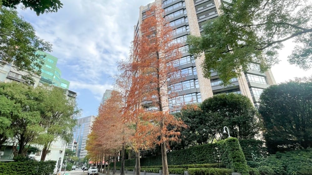 台北慶城街落羽松秘境｜台北市區文華苑旁的落羽松，還有2600坪的公園綠地