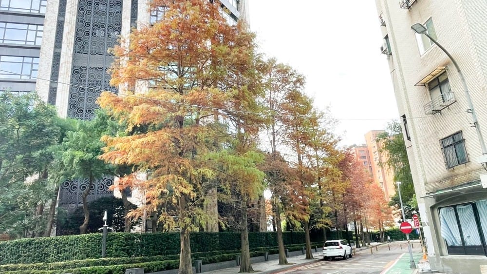 台北慶城街落羽松秘境|台北市區文華苑旁的落羽松,還有2600坪的公園綠地 - 第2張圖 台北慶城街落羽松秘境|台北市區文華苑旁的落羽松,還有2600坪的公園綠地