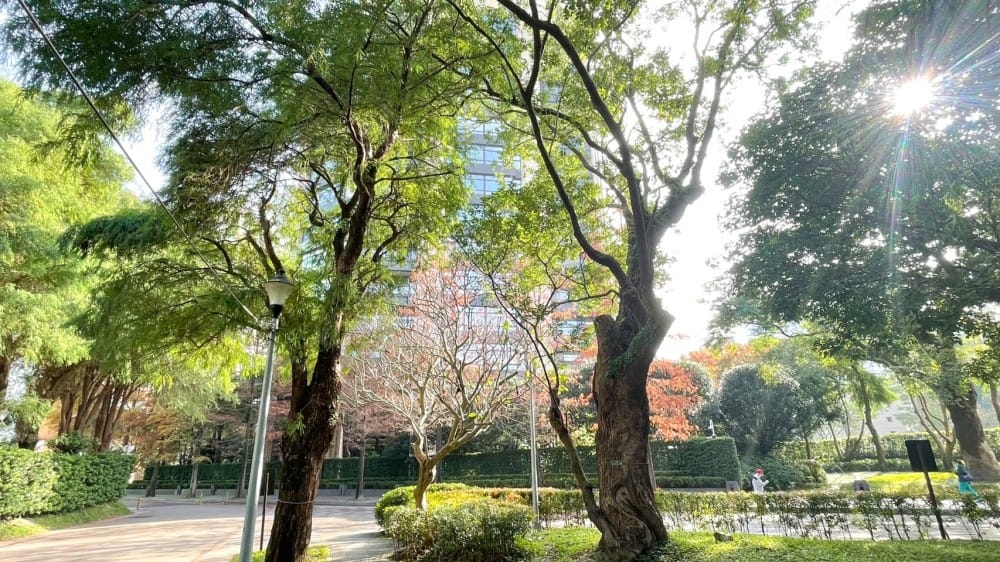 台北慶城街落羽松秘境｜台北市區文華苑旁的落羽松，還有2600坪的公園綠地