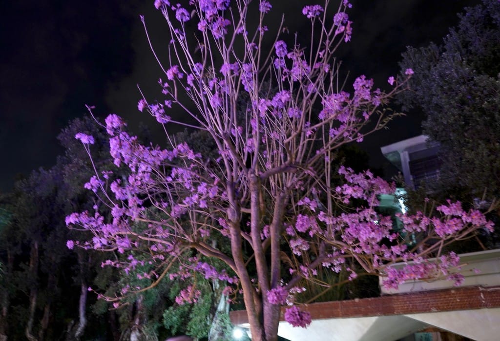 2023台北燈會台灣燈會，台北燈會台灣燈會在台北，橫跨12大行政區，20大美拍亮點，由台北東區忠孝復興到信義區市政府搶先看！