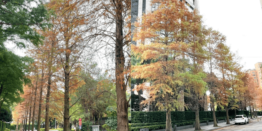 台北慶城街落羽松秘境|台北市區文華苑旁的落羽松,還有2600坪的公園綠地 - 第1張圖 台北慶城街落羽松秘境|台北市區文華苑旁的落羽松,還有2600坪的公園綠地