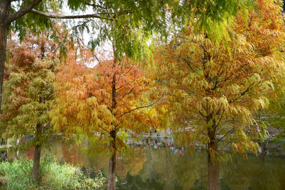 桃園大溪月眉人工濕地生態公園｜落羽松湖中倒影超美，免門票免停車費的落羽松秘境