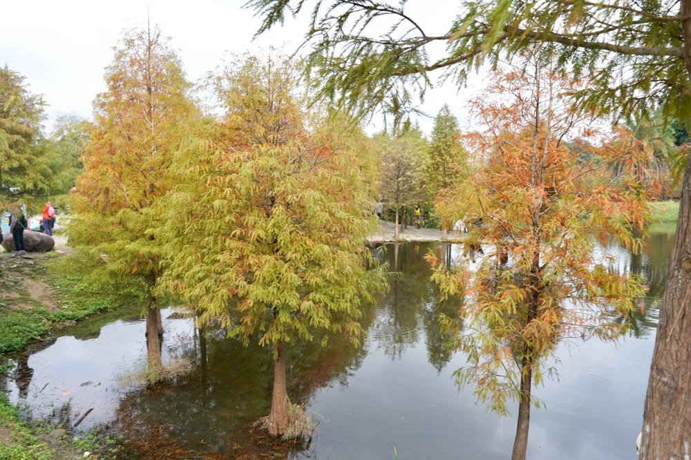 桃園大溪月眉人工濕地生態公園｜落羽松湖中倒影超美，免門票免停車費的落羽松秘境