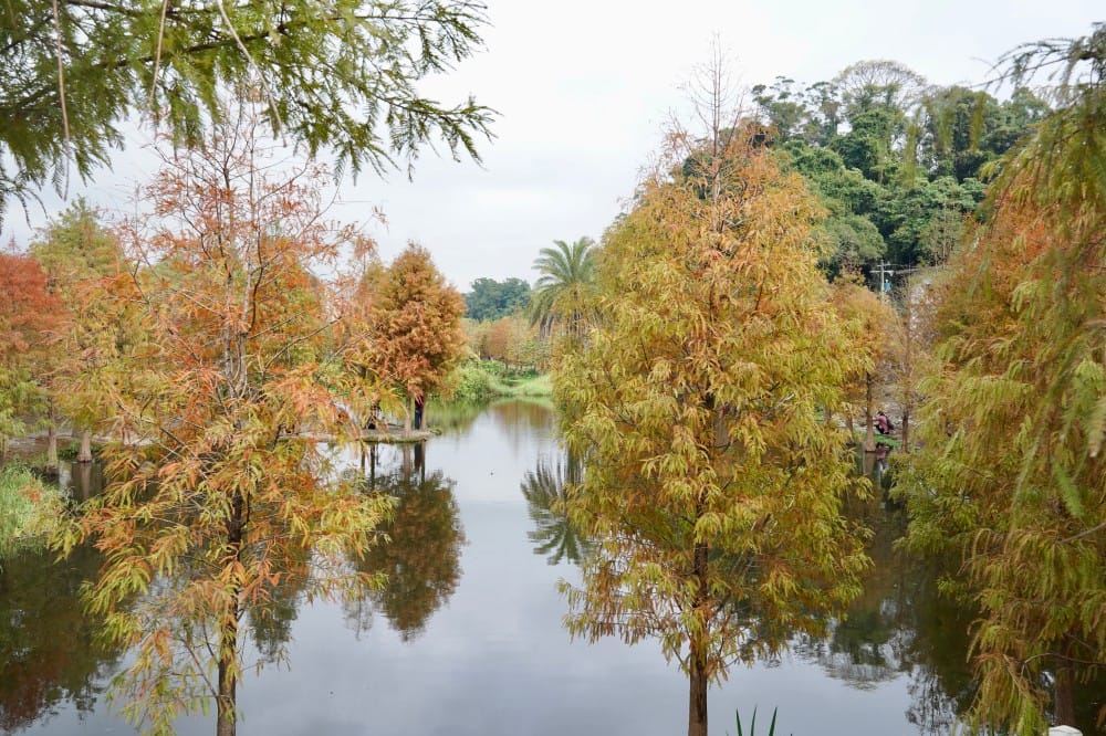 桃園大溪月眉人工濕地生態公園｜落羽松湖中倒影超美，免門票免停車費的落羽松秘境