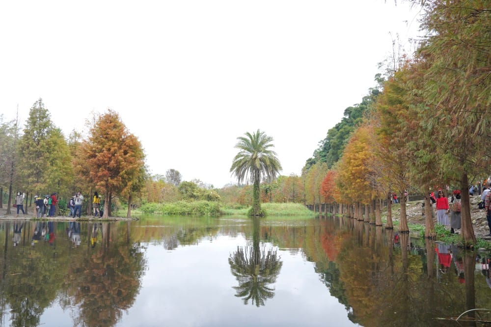 桃園大溪月眉人工濕地生態公園｜落羽松湖中倒影超美，免門票免停車費的落羽松秘境
