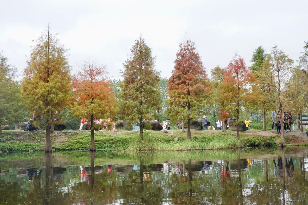 桃園大溪月眉人工濕地生態公園｜落羽松湖中倒影超美，免門票免停車費的落羽松秘境