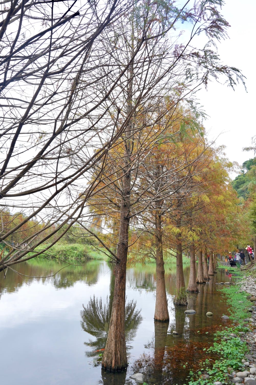 桃園大溪月眉人工濕地生態公園｜落羽松湖中倒影超美，免門票免停車費的落羽松秘境