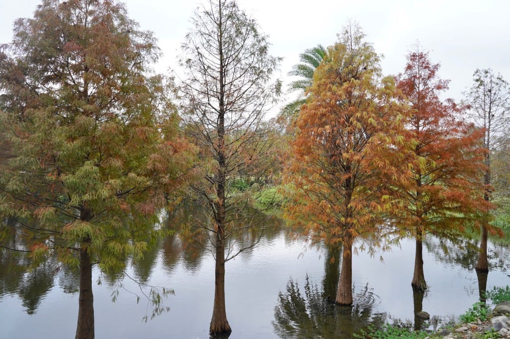 桃園大溪月眉人工濕地生態公園｜落羽松湖中倒影超美，免門票免停車費的落羽松秘境
