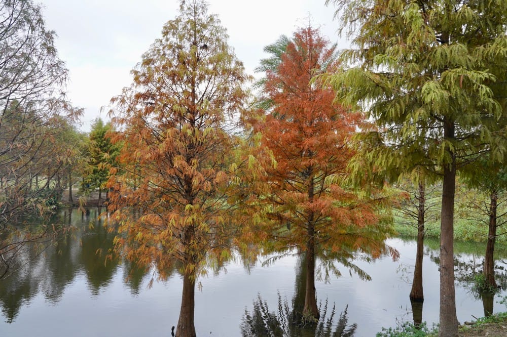 桃園大溪月眉人工濕地生態公園｜落羽松湖中倒影超美，免門票免停車費的落羽松秘境