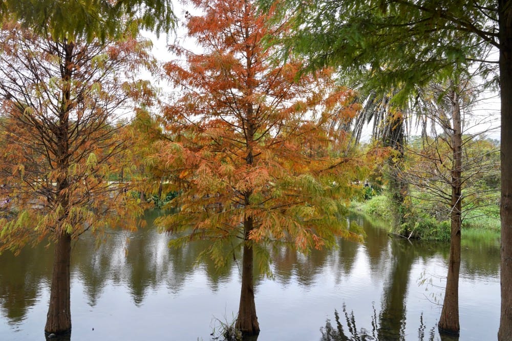 桃園大溪月眉人工濕地生態公園｜落羽松湖中倒影超美，免門票免停車費的落羽松秘境