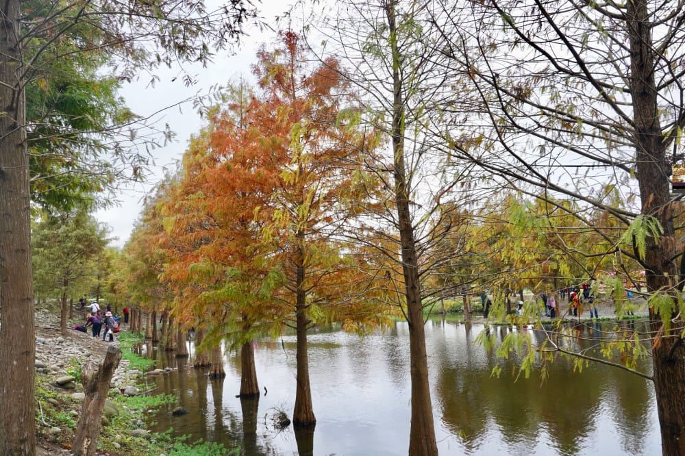 桃園大溪月眉人工濕地生態公園｜落羽松湖中倒影超美，免門票免停車費的落羽松秘境