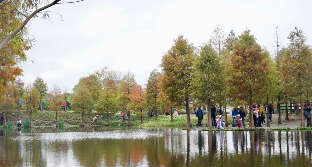 桃園大溪月眉人工濕地生態公園｜落羽松湖中倒影超美，免門票免停車費的落羽松秘境
