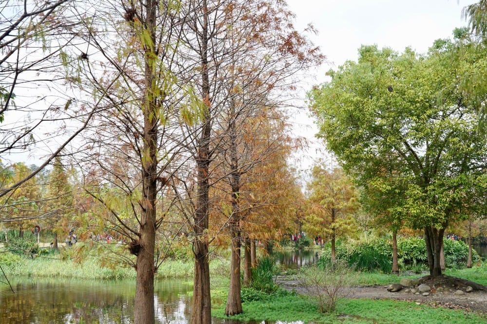 桃園大溪月眉人工濕地生態公園|落羽松湖中倒影超美,免門票免停車費的落羽松秘境 - 第42張圖 桃園大溪月眉人工濕地生態公園|落羽松湖中倒影超美,免門票免停車費的落羽松秘境