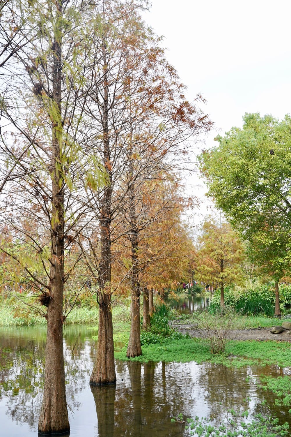 桃園大溪月眉人工濕地生態公園｜落羽松湖中倒影超美，免門票免停車費的落羽松秘境