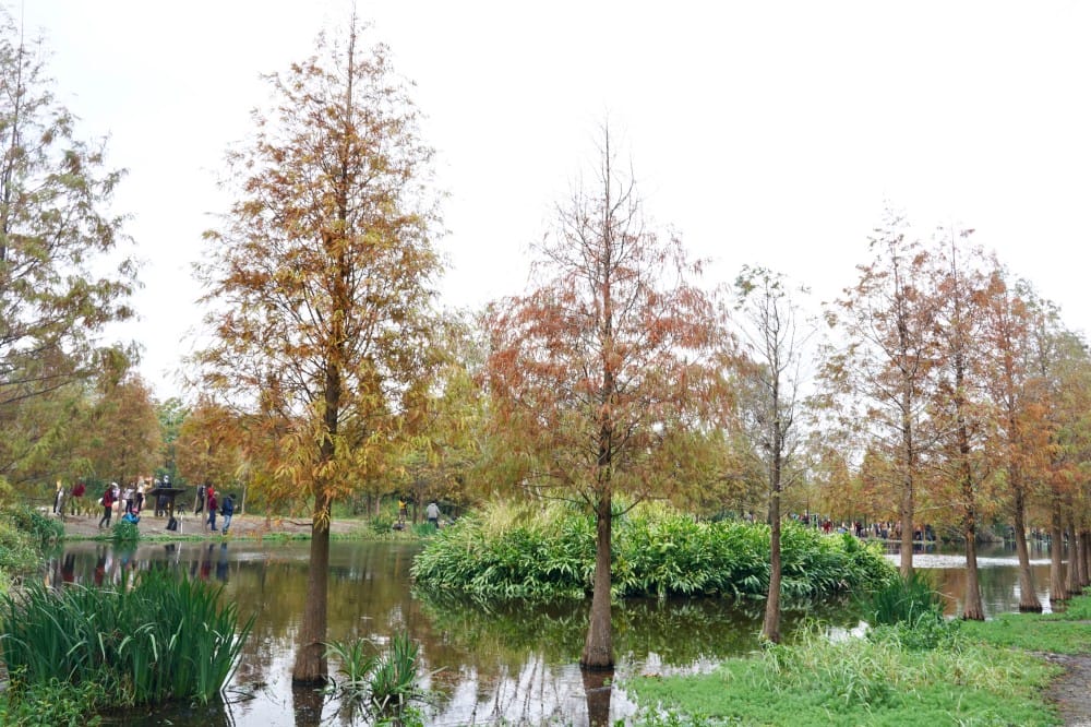 桃園大溪月眉人工濕地生態公園｜落羽松湖中倒影超美，免門票免停車費的落羽松秘境