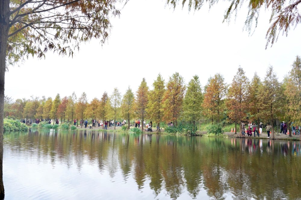 桃園大溪月眉人工濕地生態公園｜落羽松湖中倒影超美，免門票免停車費的落羽松秘境