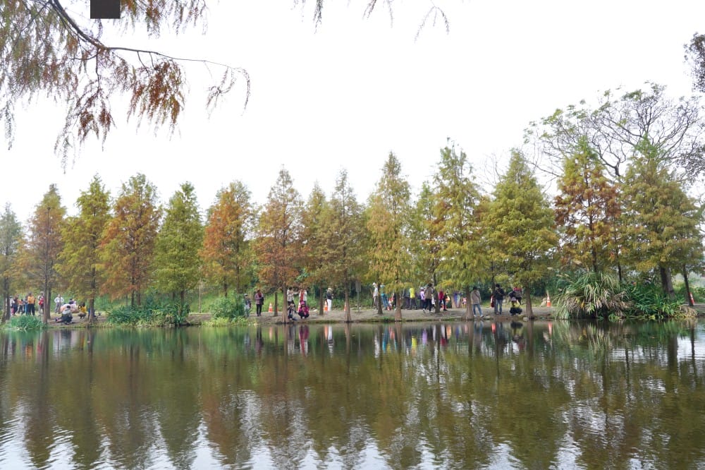 桃園大溪月眉人工濕地生態公園｜落羽松湖中倒影超美，免門票免停車費的落羽松秘境