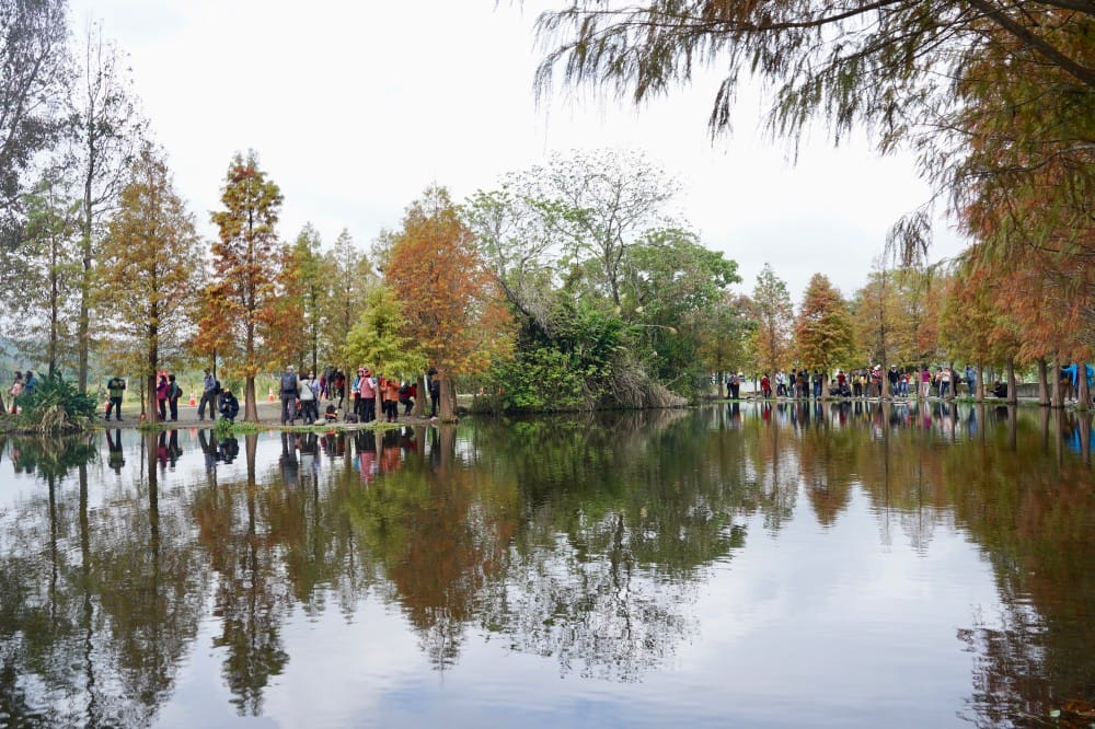 桃園大溪月眉人工濕地生態公園｜落羽松湖中倒影超美，免門票免停車費的落羽松秘境