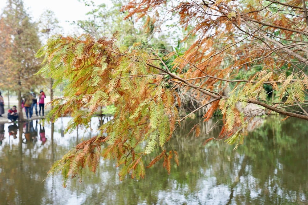 桃園大溪月眉人工濕地生態公園｜落羽松湖中倒影超美，免門票免停車費的落羽松秘境
