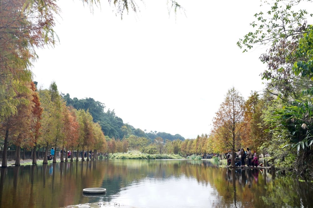 桃園大溪月眉人工濕地生態公園|落羽松湖中倒影超美,免門票免停車費的落羽松秘境 - 第2張圖 桃園大溪月眉人工濕地生態公園|落羽松湖中倒影超美,免門票免停車費的落羽松秘境
